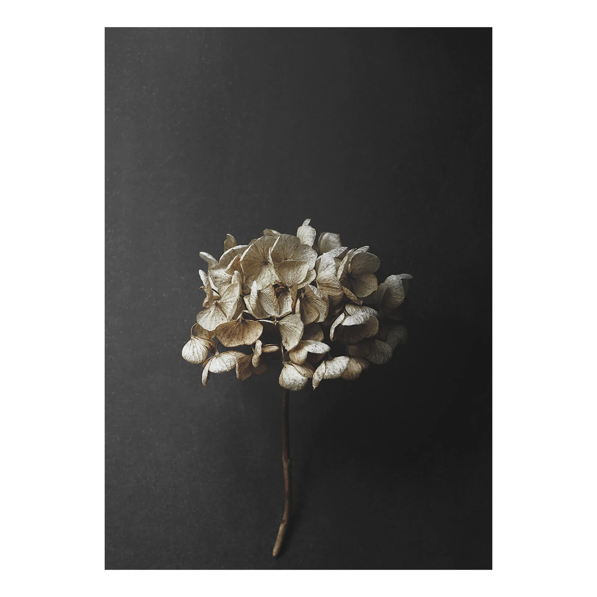 스토 라이프 04 Hydrangea 포스터, 30x40 cm Paper Collective | 페이퍼콜렉티브