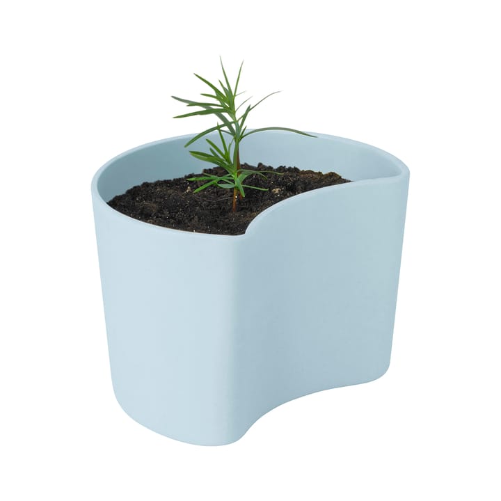 YOUR 트리 pot & seeds - Blue (Pine) - RIG-TIG | 릭틱