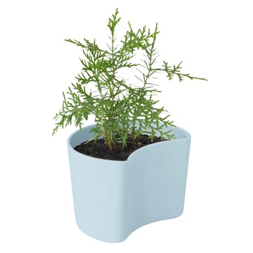 YOUR 트리 pot & seeds - Blue (Pine) - RIG-TIG | 릭틱