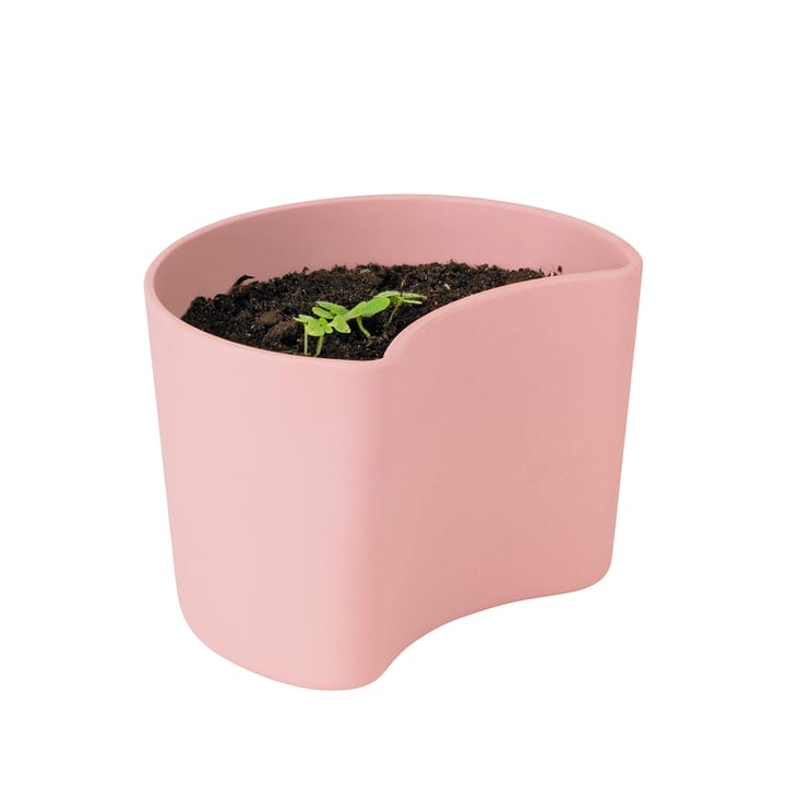 YOUR 트리 pot & seeds - Pink (Beech) - RIG-TIG | 릭틱